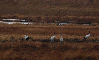 Red-crowned cranes visit Jilin province