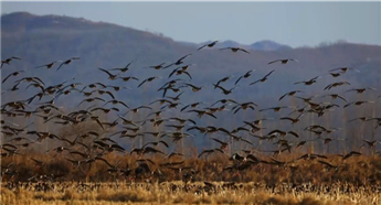 Wild geese come to Hunchun