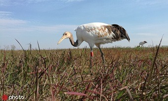 Xianghai: a model nature reserve for birds