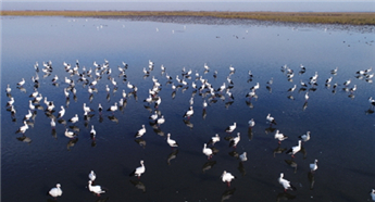Momoge Wetland welcomes rare birds