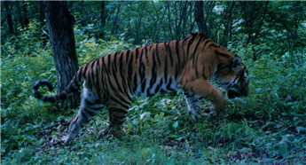 Past and future of Siberian tigers and leopards in China