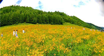 Chrysanthemum be flourishing in Changbai Mountain