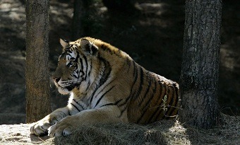 Protect wild tigers