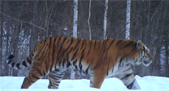 Manchurian tigers active in Jilin