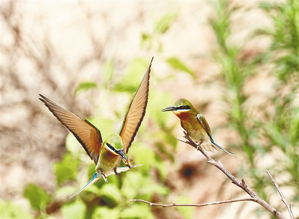 Haikou’s wetland park builds bird-watching houses for 'China's most beautiful bird'