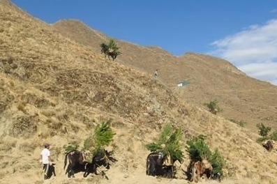 Afforestation expands in plateau city Lhasa since 2012