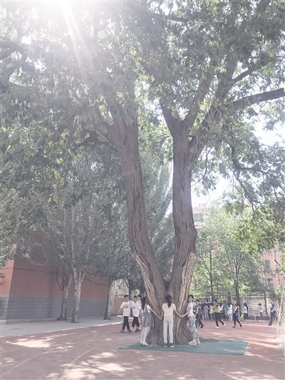 ancient elm in Hohhot.jpg