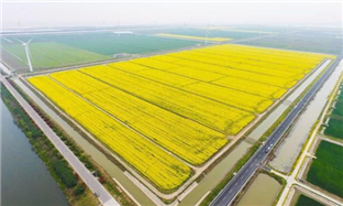 Saline-alkali land transformed into fertile zone in Cixi