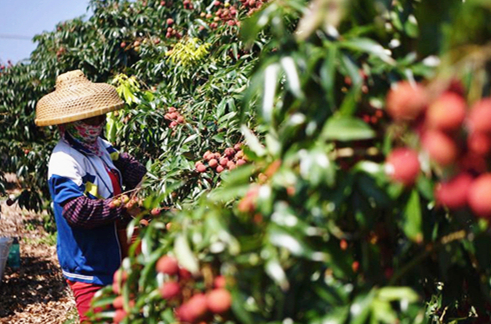 Lychee picking in Haikou sets Guinness World Record