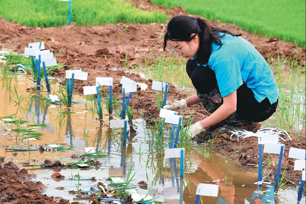 China accelerates rice cultivation in saline soil