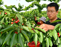 Shanxi village harvests juicy income from cherry