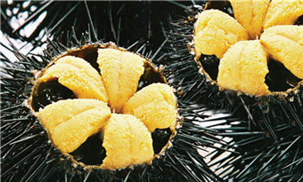 Urchin (海胆)