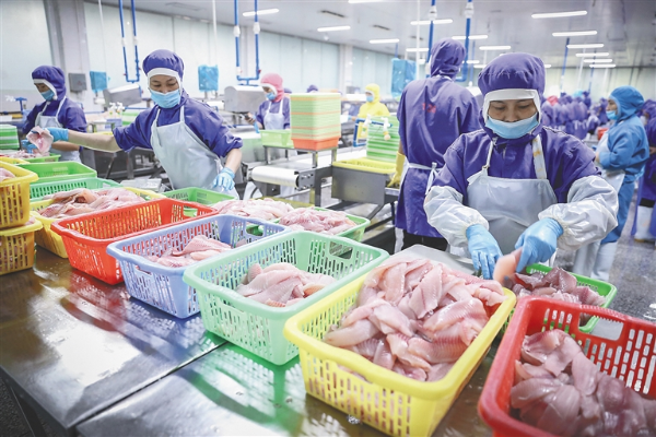 Hainan's tilapia export exceeds 2 billion yuan | govt.chinadaily.com.cn
