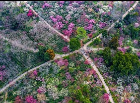 Nanjing Plum Blossom Mountain