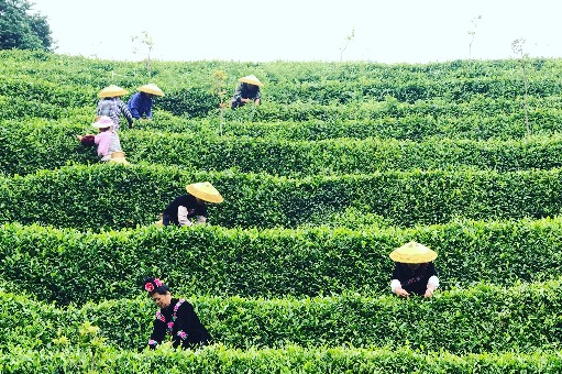 Guizhou county uses tea to escape poverty
