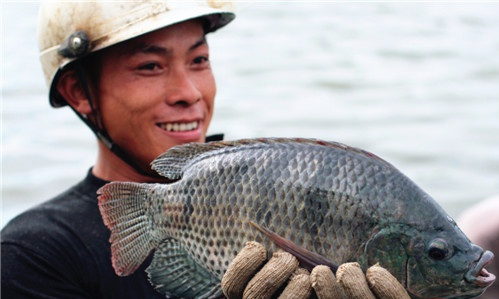 Wenchang dubbed 'Home of Tilapia in China'