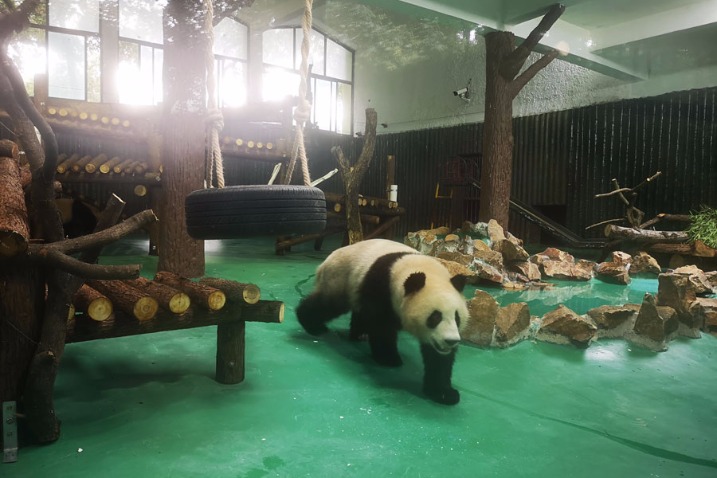 Panda siblings arrive safely in new home