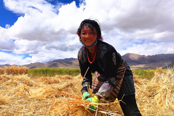 Tibet plans to invest big in barley, yak industries