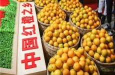 Zhanjiang fruits undergo 'premiumising'