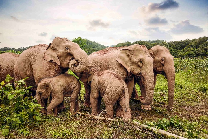 Long-term plan to better protect Asian elephants