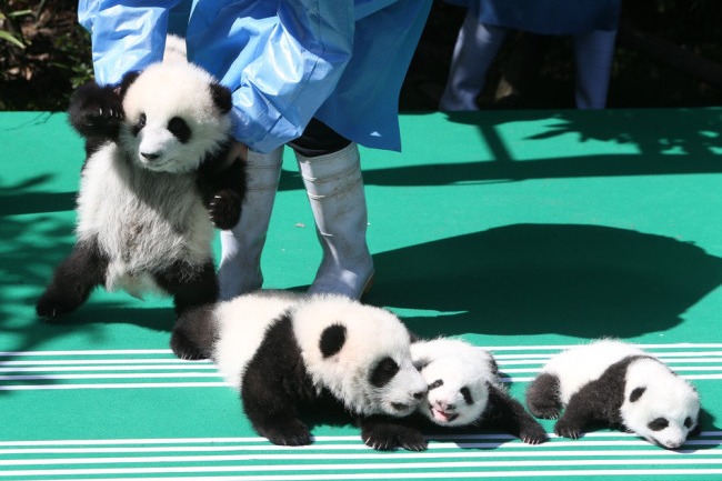 大熊猫国家公园管理局 (dàxióngmāo guójiā gōngyuán guǎnlǐjú): Administration on panda national park