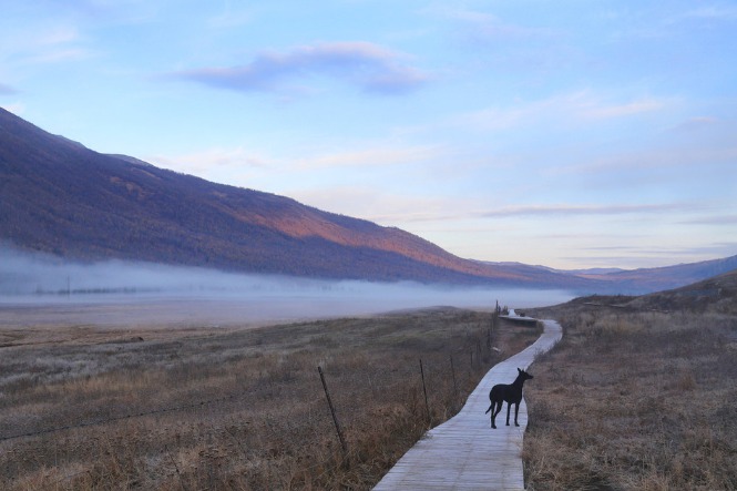 Nation's first wildlife overpass to open