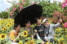 Blooming sunflowers draw crowds to Yugang Park