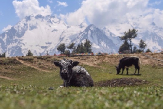 Newly-bred yaks help herders on 'roof of world' out of poverty