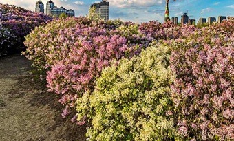 Guide to admire lilacs in Harbin