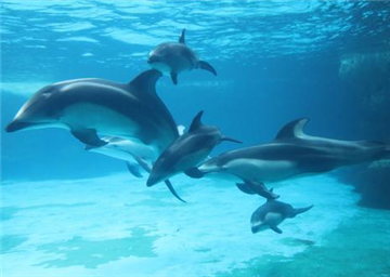 Chimelong shows off three cherished dolphin babies 