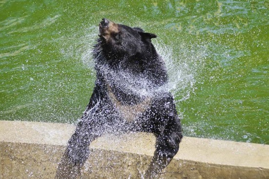 Tianjin Zoo animals beat the summer heat