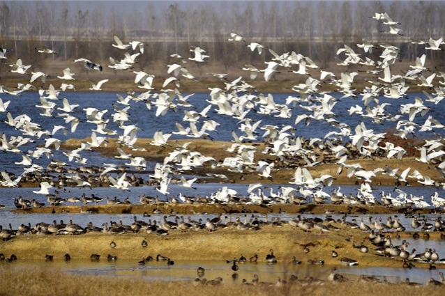 WWF launches program for wetlands protection along Yangtze