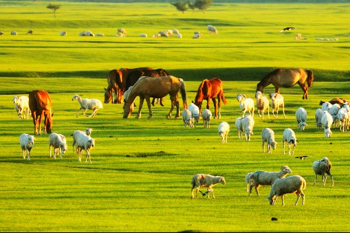 Inner Mongolian landscape reaches picturesque peak in summer