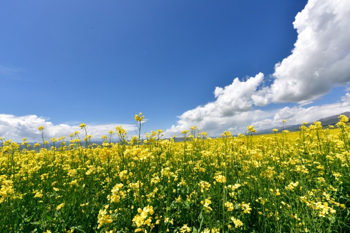 Fields of gold: Canola flowers bloom in Qinghai
