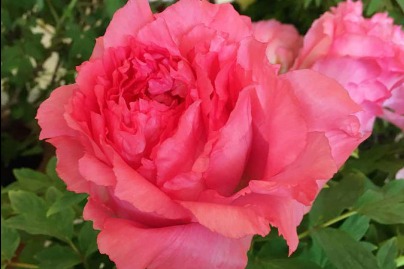 China selects peony as national flower