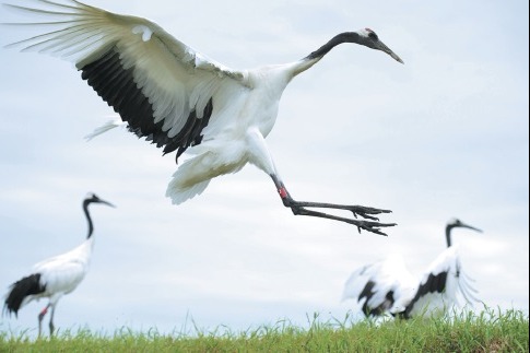 67 red-crowned cranes hatched in Northeast China nature reserve