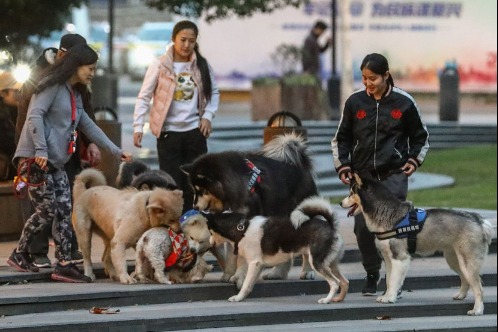 Dog walking banned in Beijing city parks