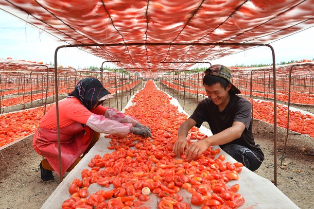 Special corps on front line of agriculture in Xinjiang