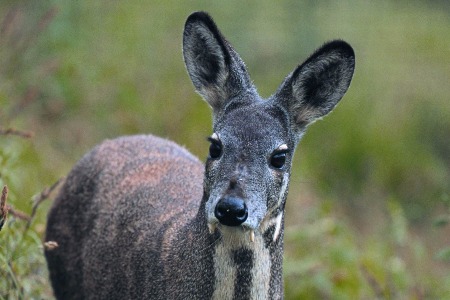 Endangered deer spotted in C China