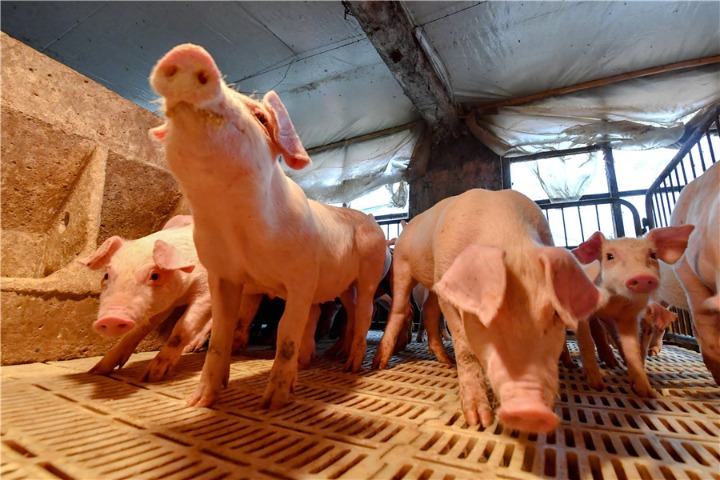 More financial aid for pig farmers, as swine fever lingers