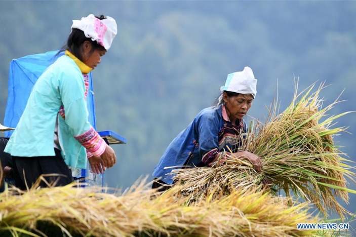 Villagers harvest paddy rice in China's Guizhou