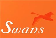 Winter brings swans flocking to Sanmenxia