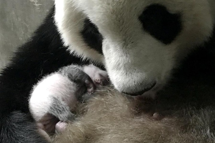 New captive panda cub born in China