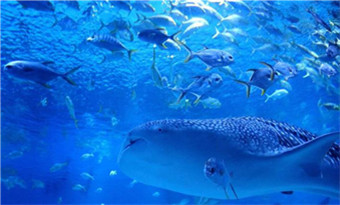 Yantai Haichang Whale Shark Aquarium