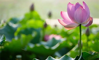 Recommended spots to enjoy lotus flowers in Yantai