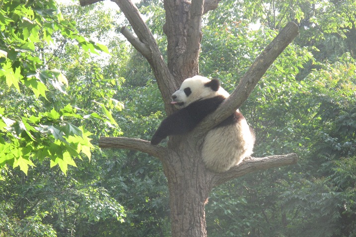 Chengdu panda base to limit visitors during National Day holiday