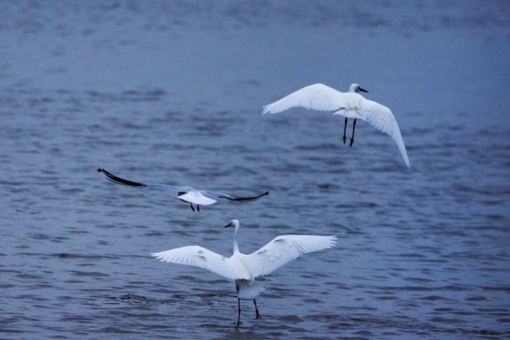 China's Poyang lake sees early arrival of wintering birds