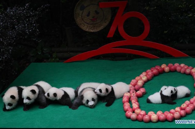 7 new born panda cubs make public debut in Chengdu