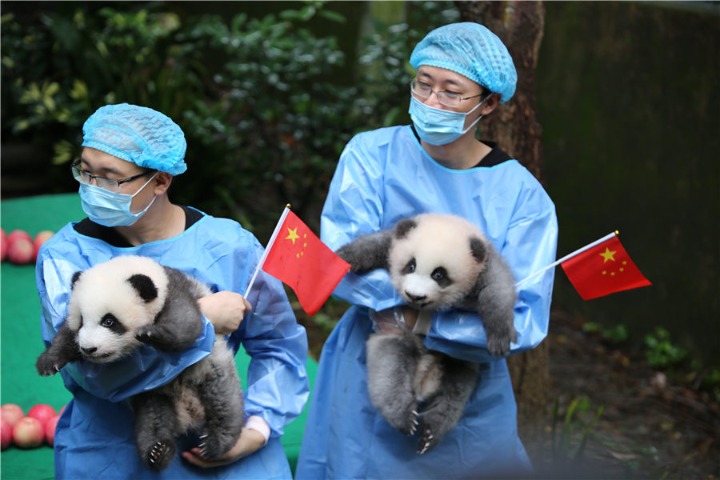 Giant panda research institute established in Sichuan