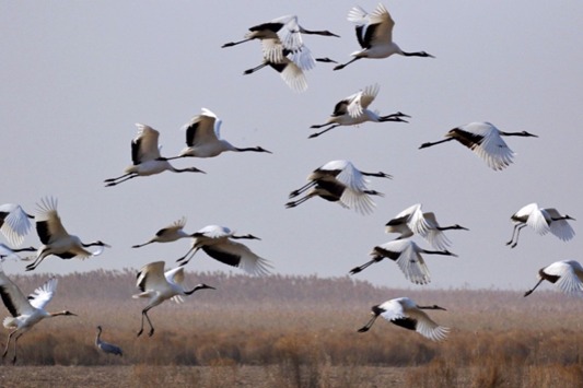 Local governments urged to protect migratory birds